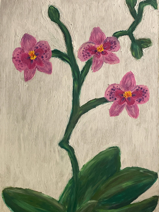 Pink Orchids