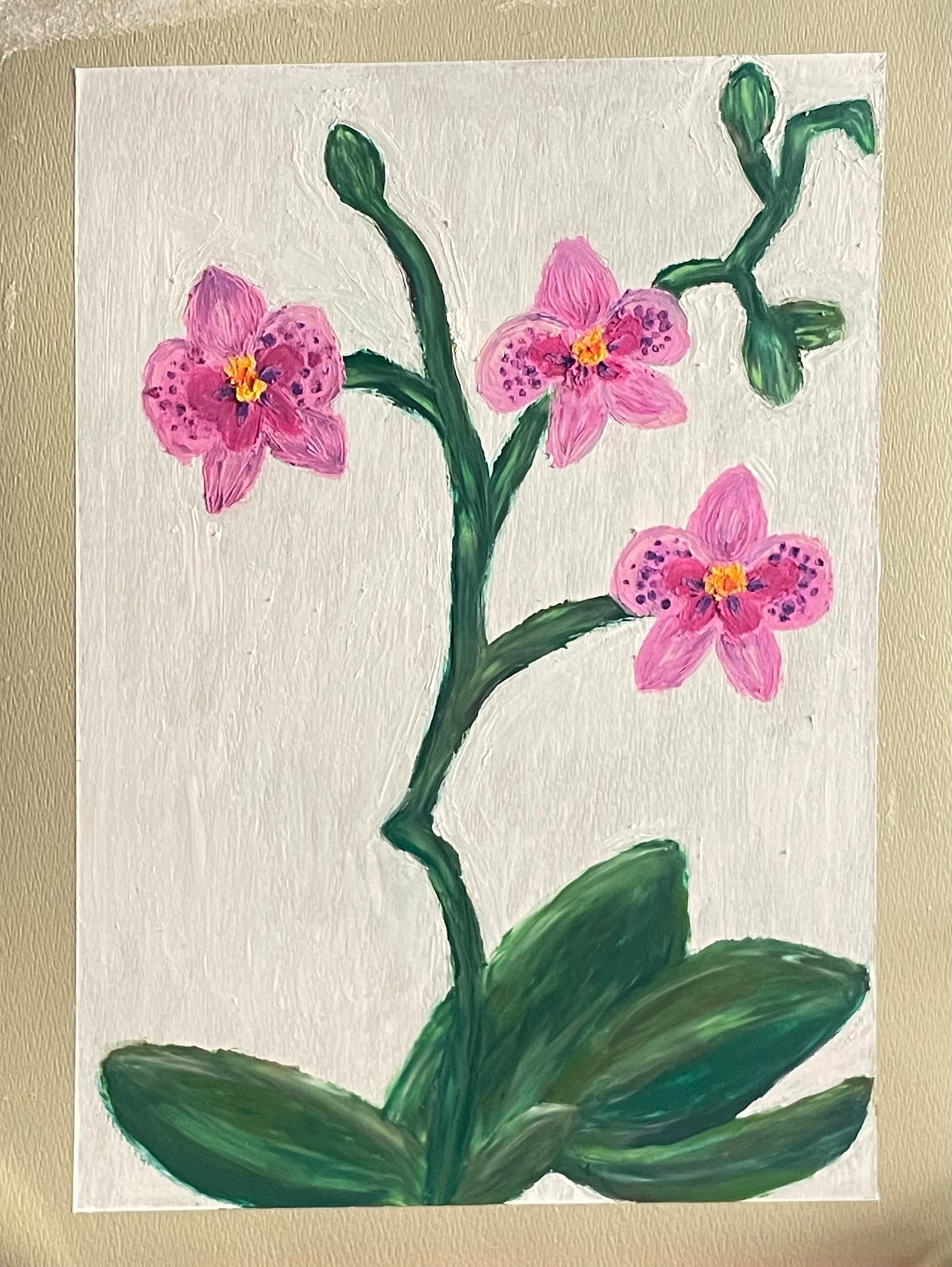Pink Orchids